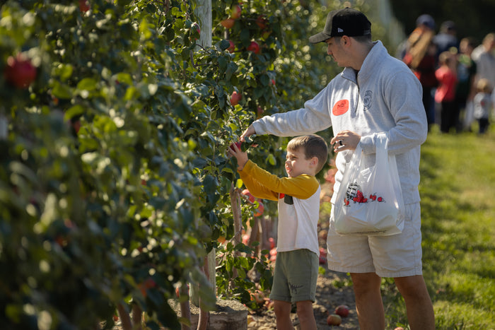 Apple Picking