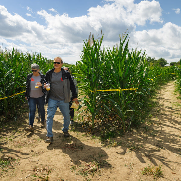 Corn Maze