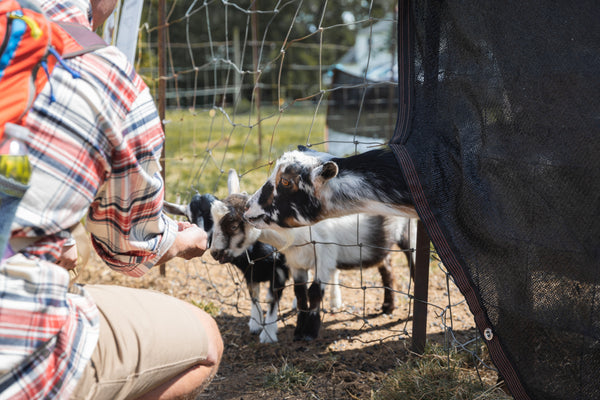 Farm Friends