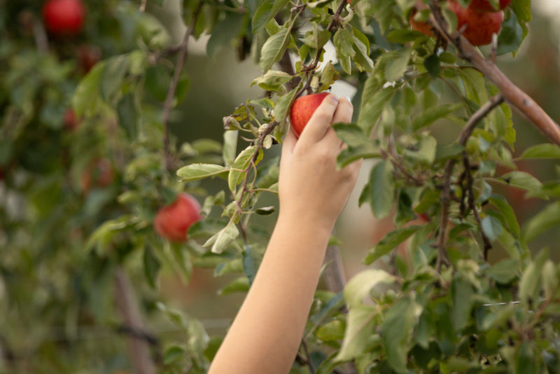 Apple Orchard