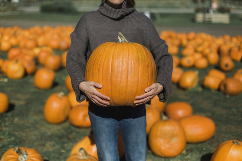 Pumpkin Patch