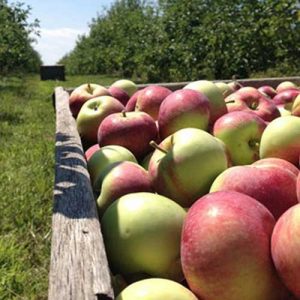 Pick Your Own - Hillcrest Orchards